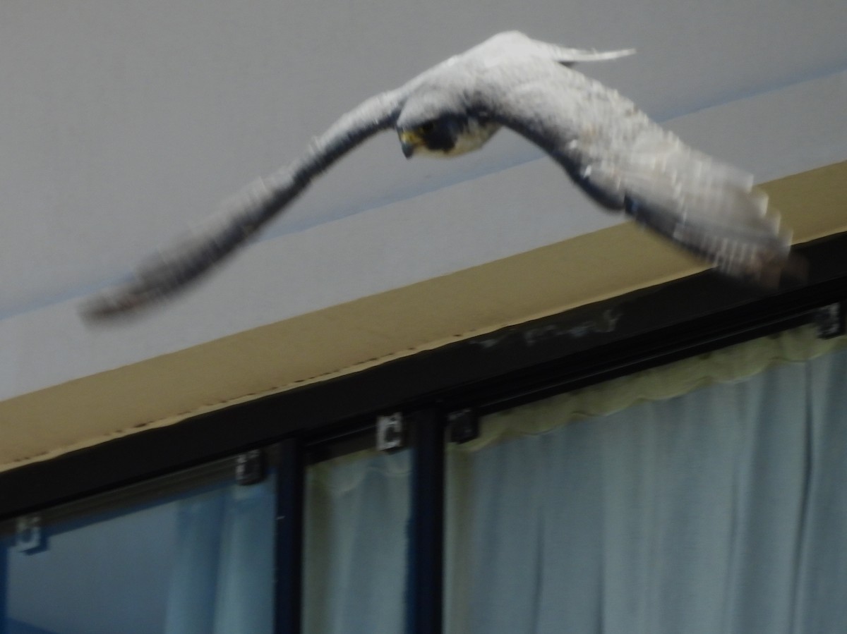 遊隼 - ML646505711