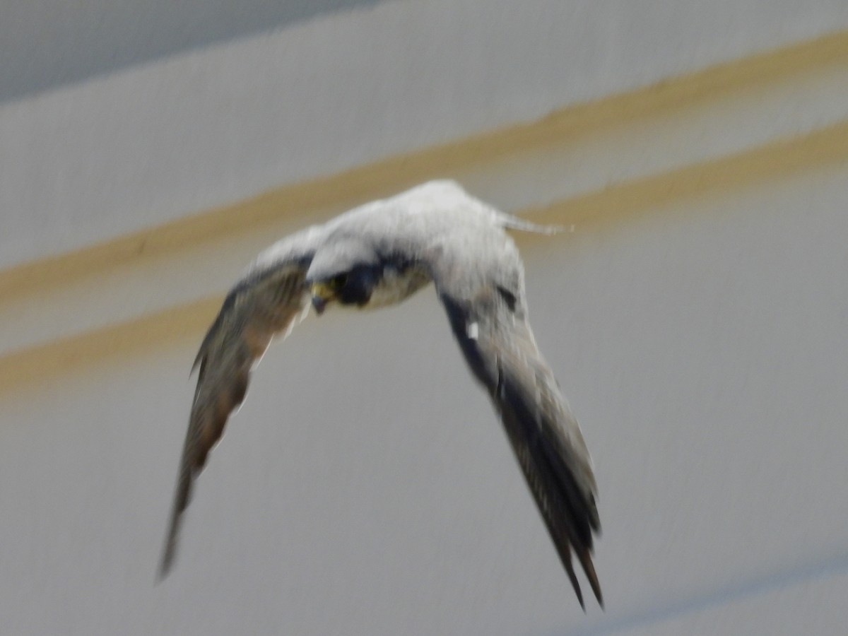 遊隼 - ML646505712