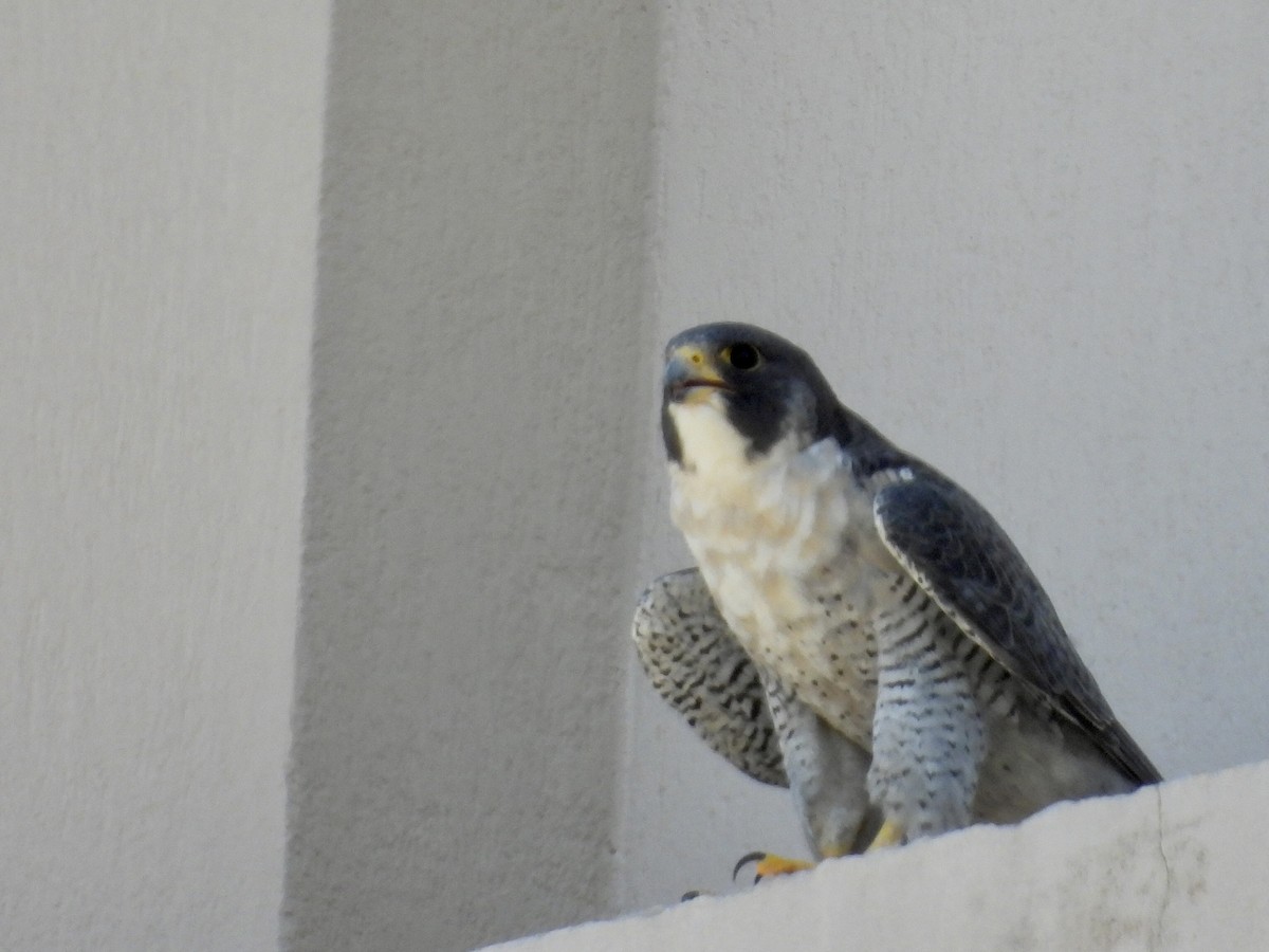 遊隼 - ML646505713