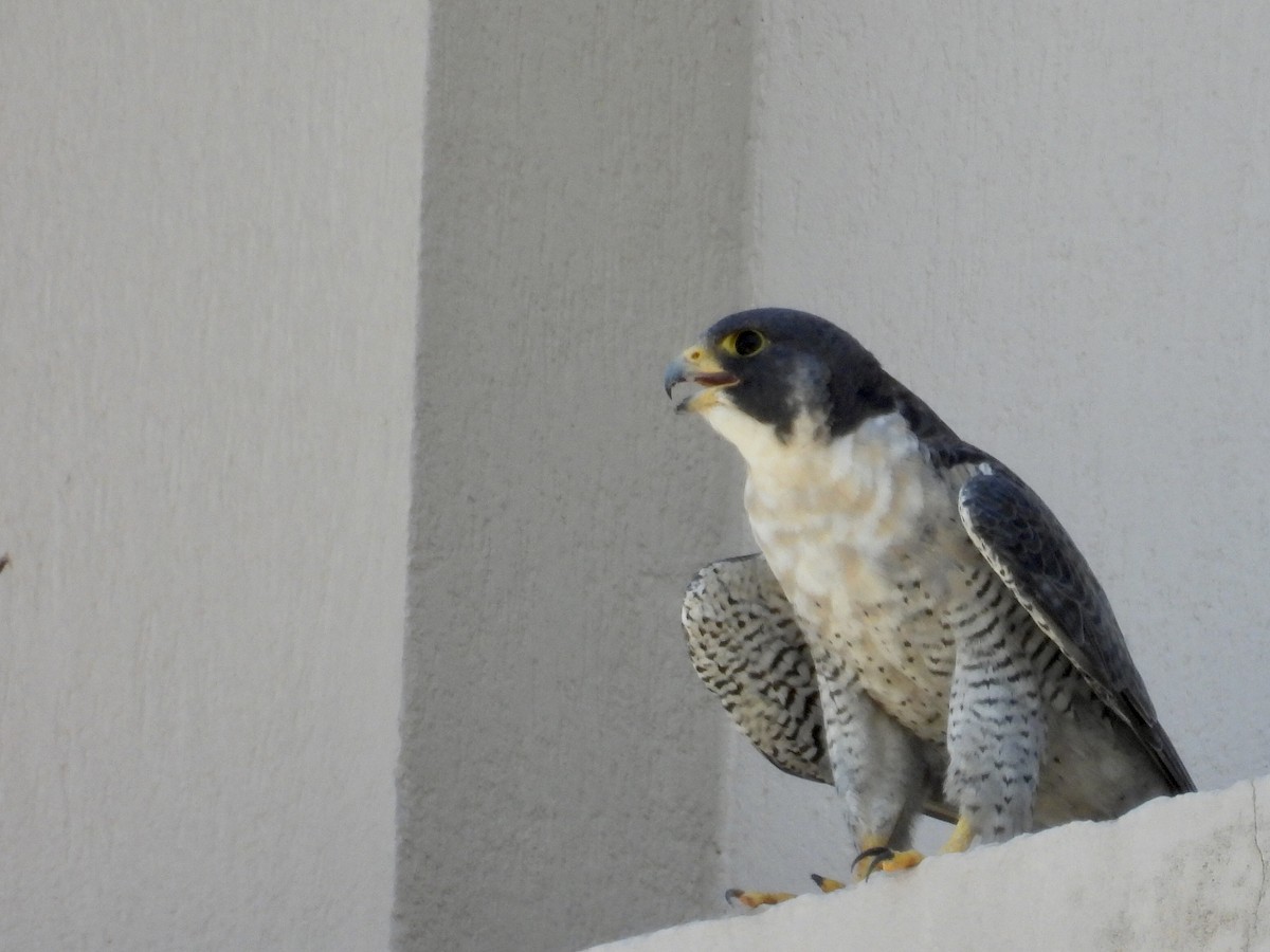 遊隼 - ML646505714