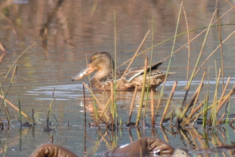 Northern Shoveler - ML646505718