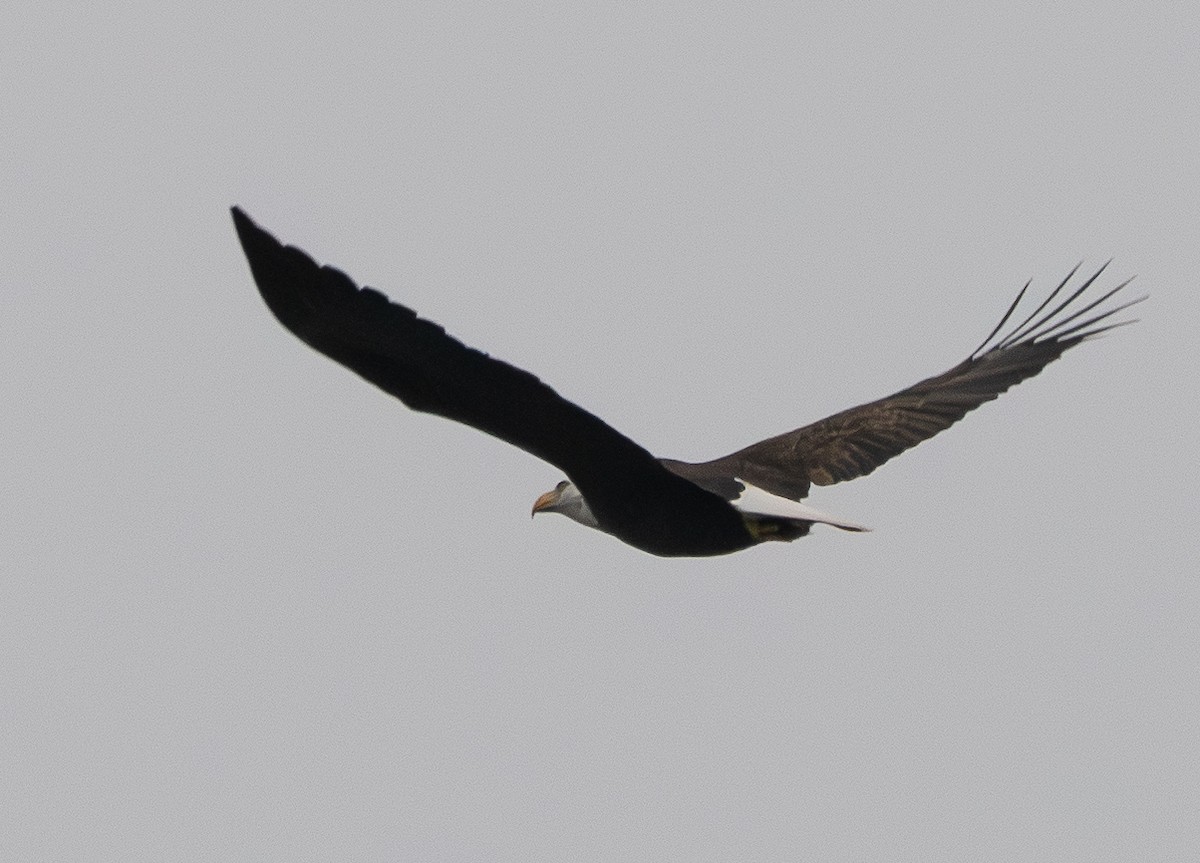 Орлан білоголовий - ML646505721