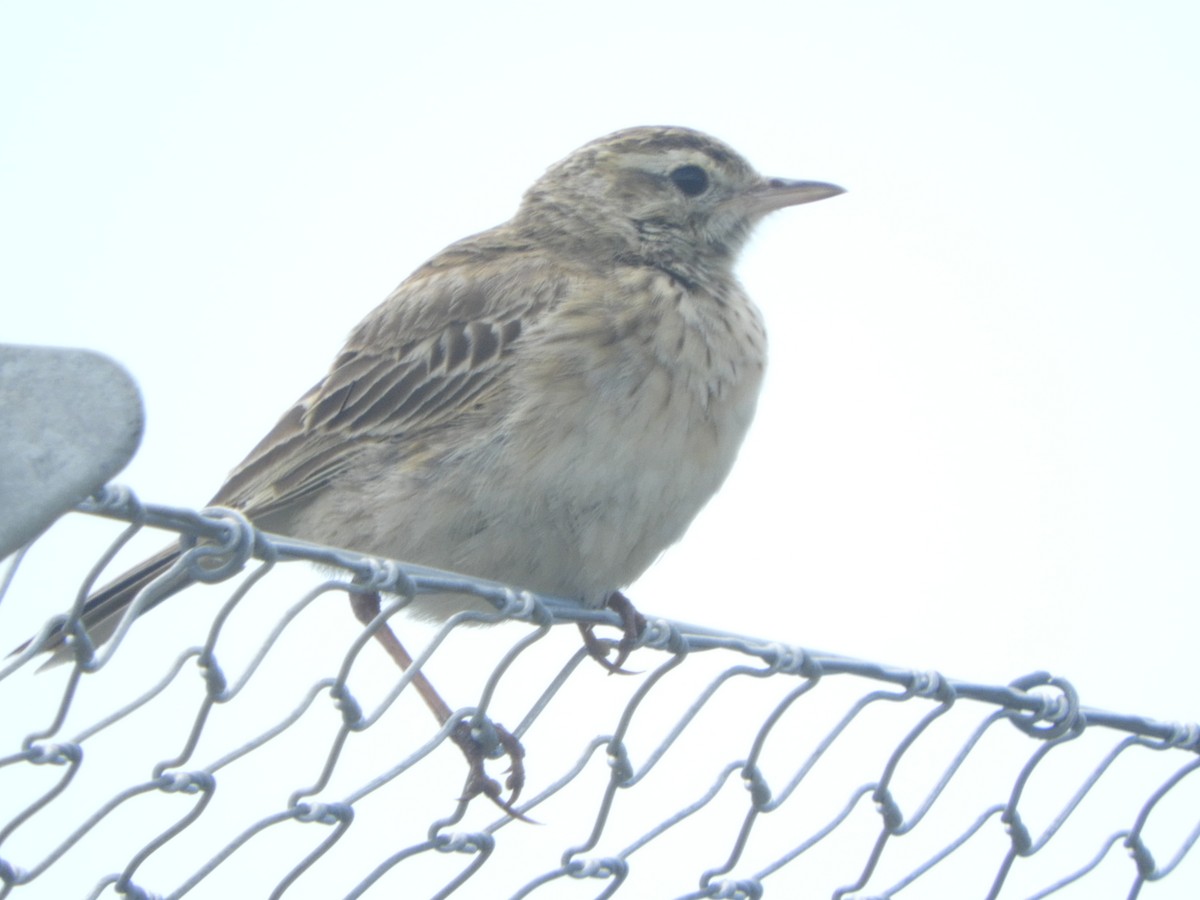 Australian Pipit - ML646505722