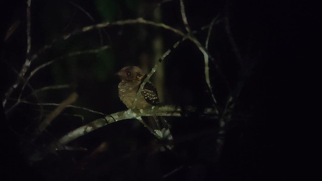 Pfeifnachtschwalbe (Schwarzschulter-Nachtschwalbe) - ML646505723