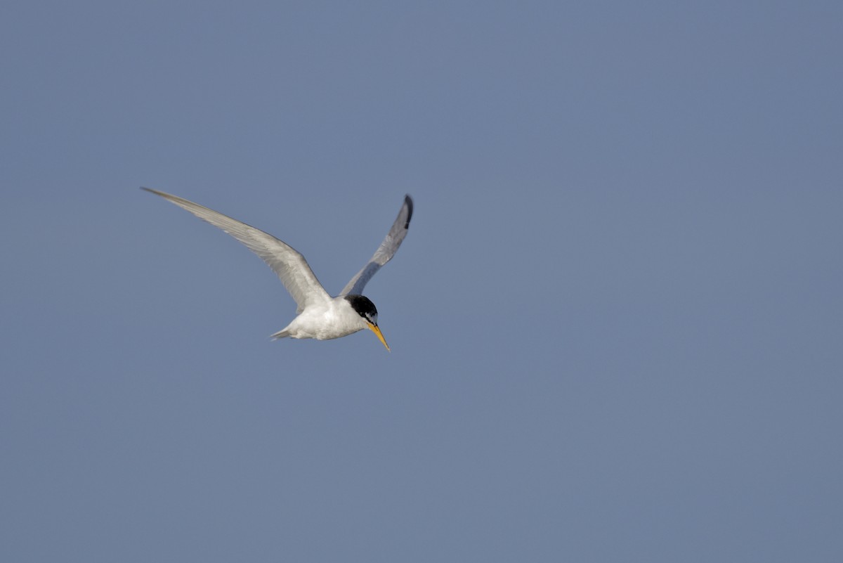 Charrancito Común - ML646505731