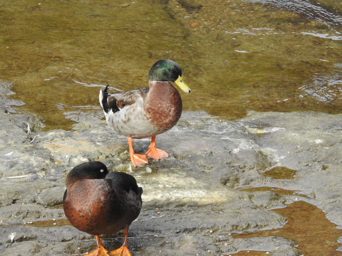 Mallard (Domestic type) - ML646505732