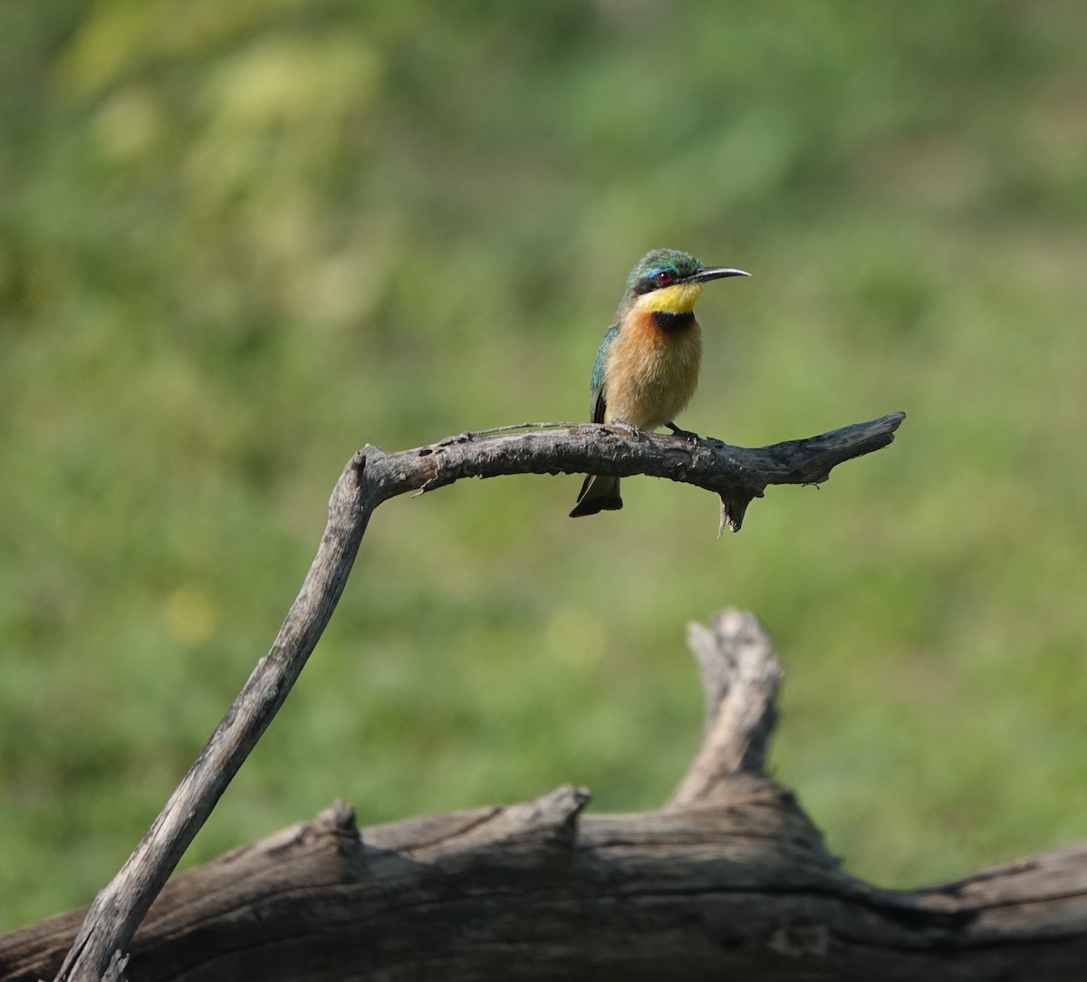 Little Bee-eater - ML646505734