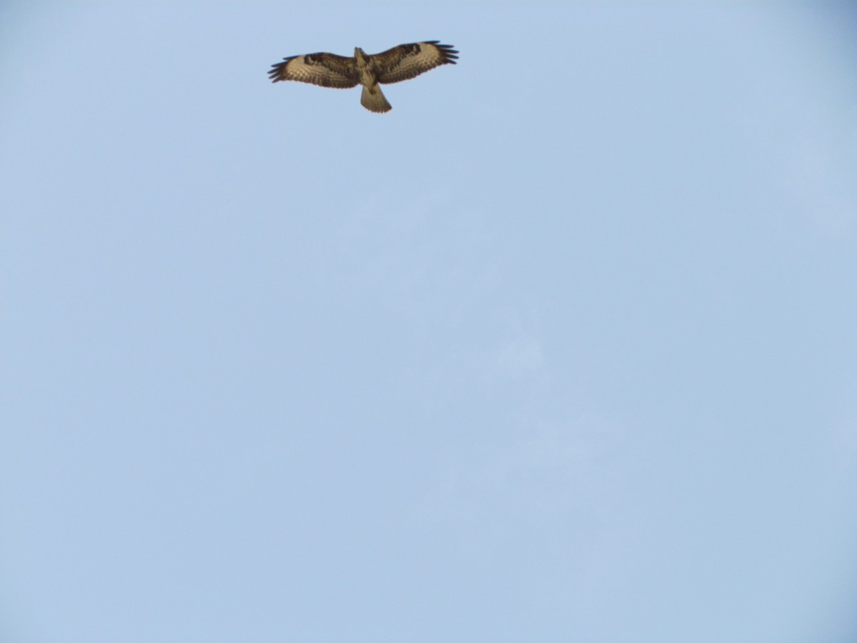 Buse variable - ML646505741