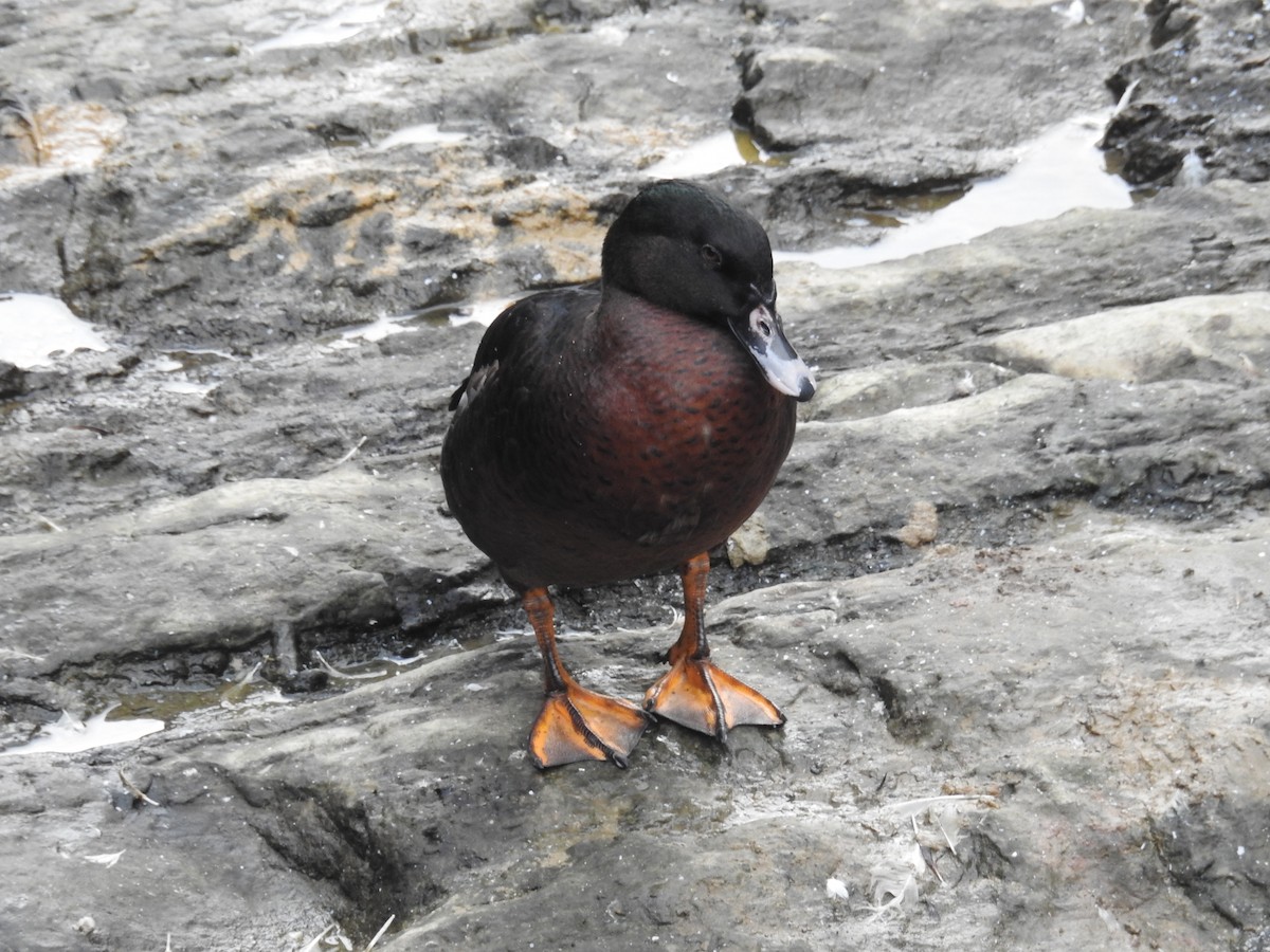 dabbling duck sp. - ML646505744