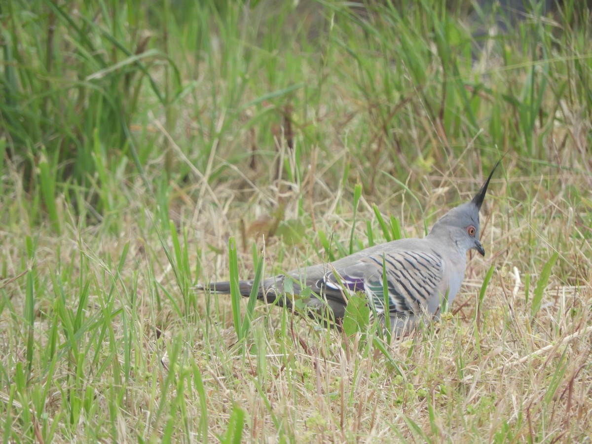 Crested Pigeon - ML646505745