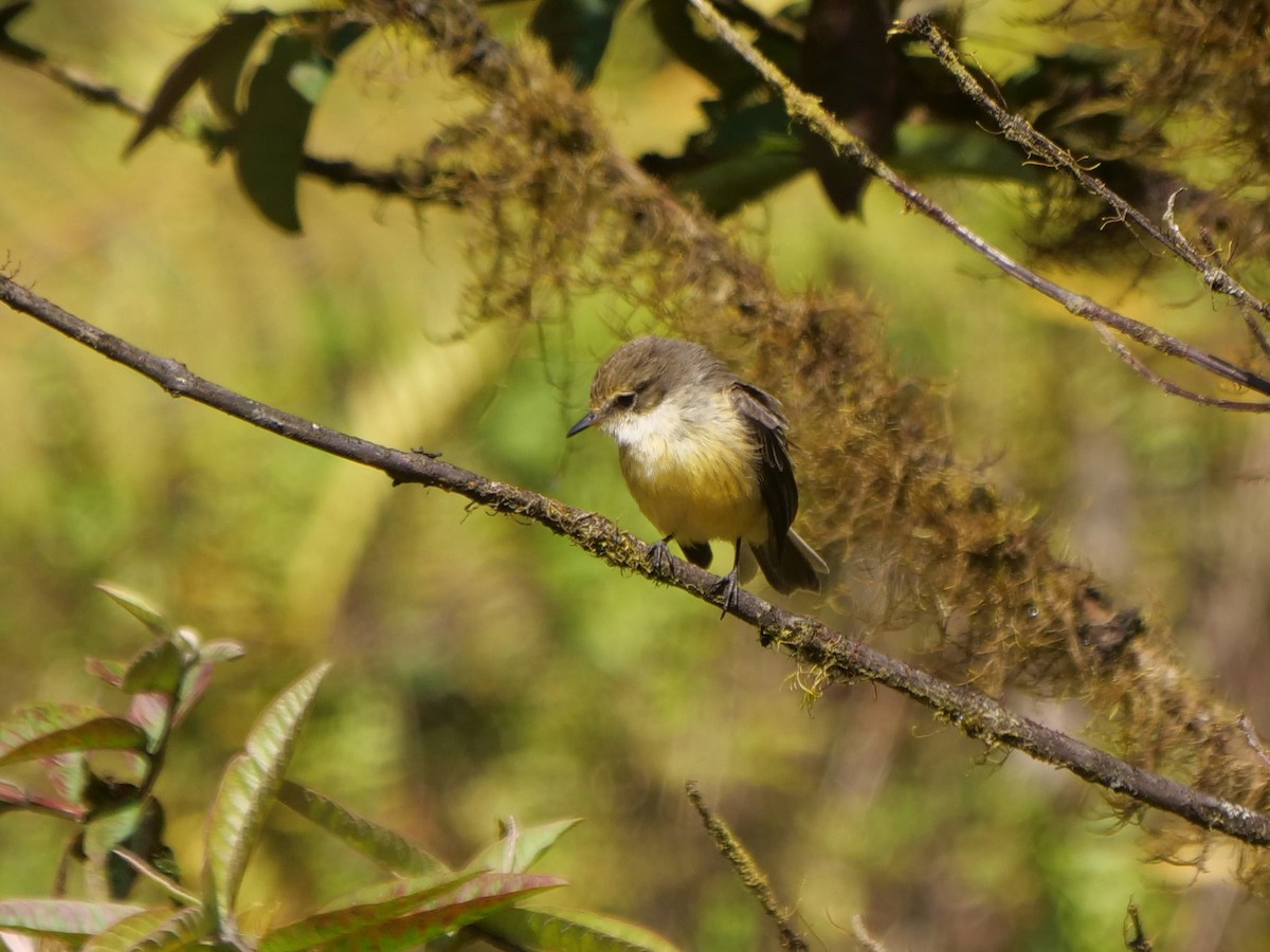 Brujo Flycatcher - ML646505748