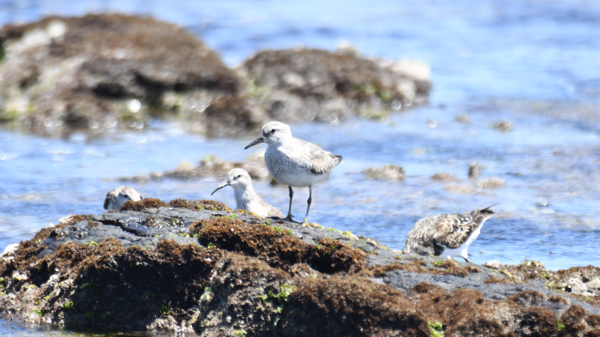 Исландский песочник - ML646505750