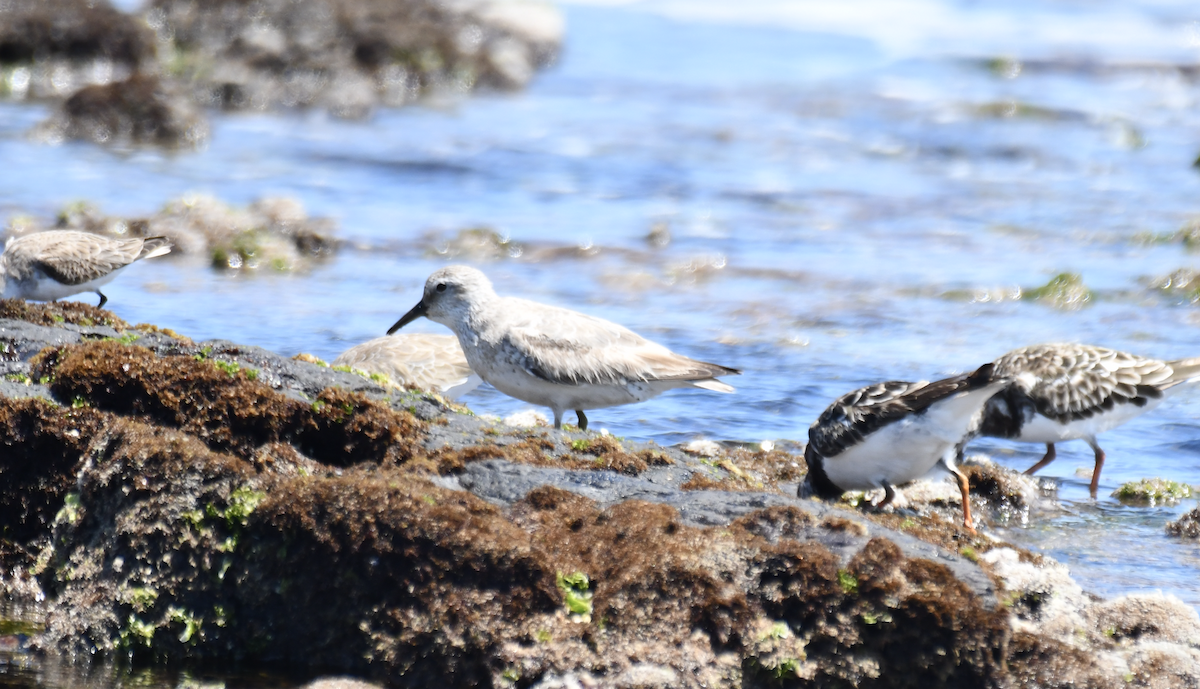 Исландский песочник - ML646505751