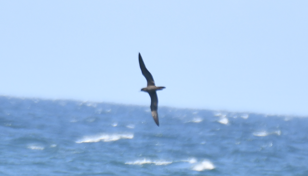 Wedge-tailed Shearwater - ML646505755