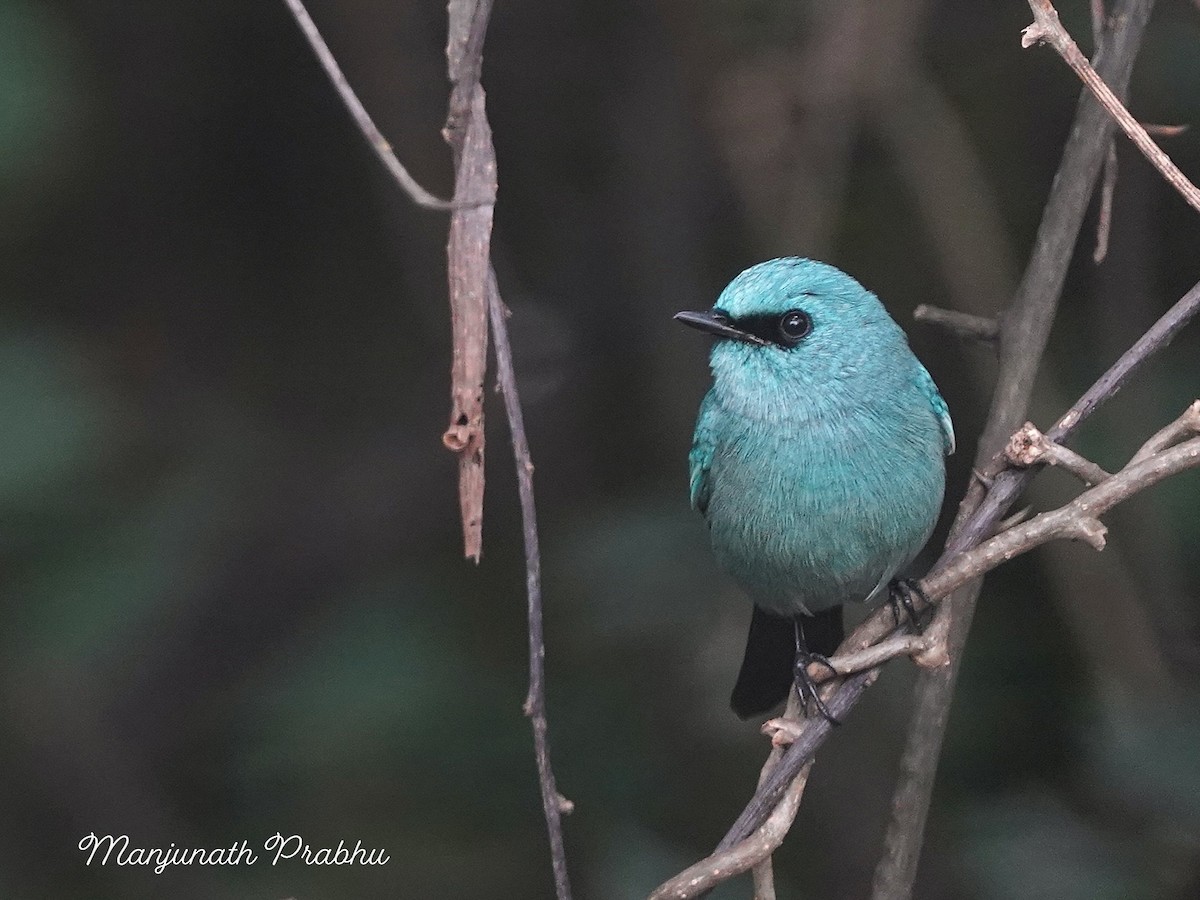 Verditer Flycatcher - ML646505756