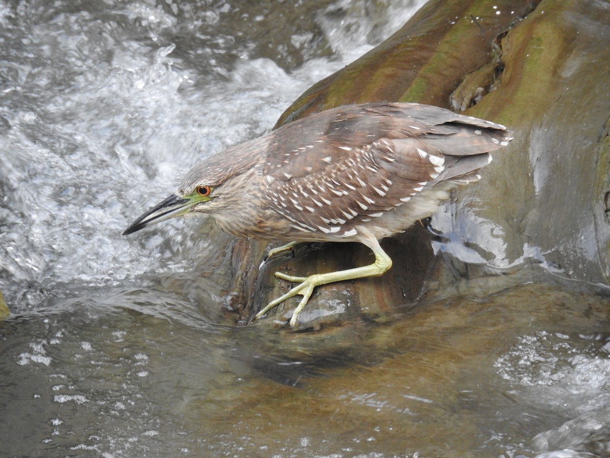 Black-crowned Night Heron - ML646505759
