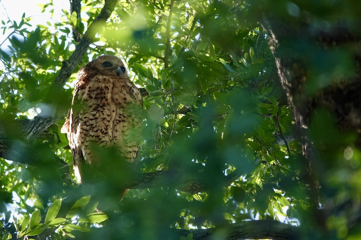 Pel's Fishing-Owl - ML646505761