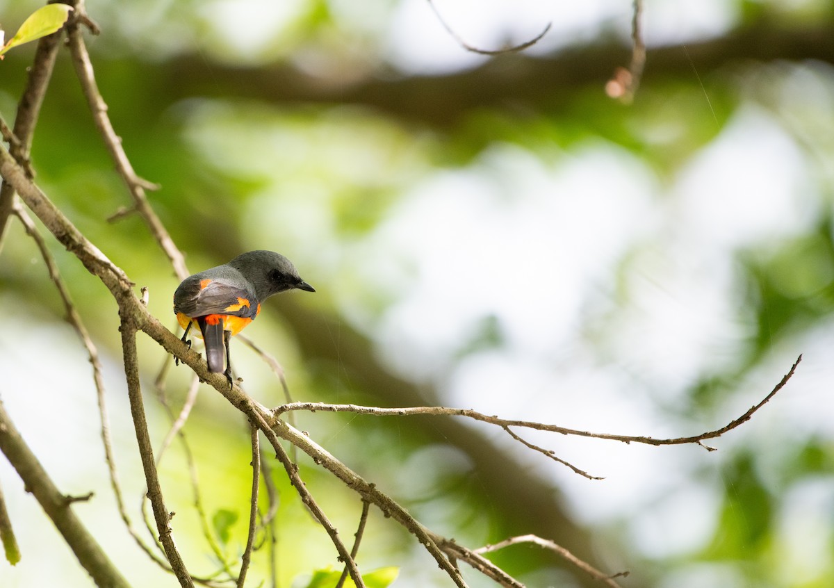 Small Minivet - ML646505768