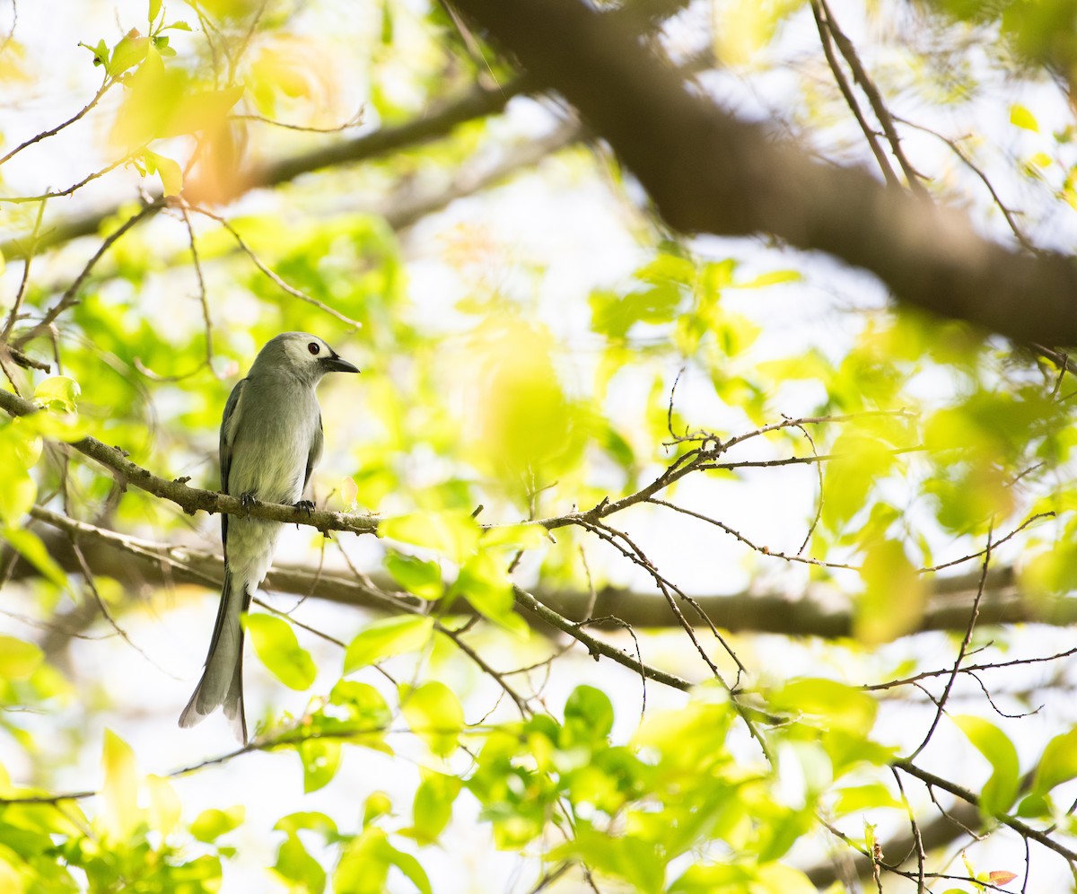 Ashy Drongo - ML646505770