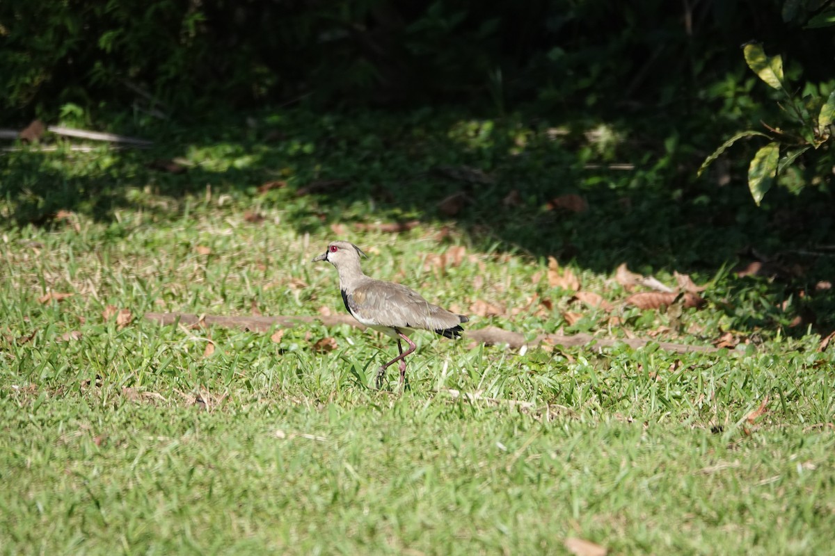 Кайеннский чибис - ML646505772