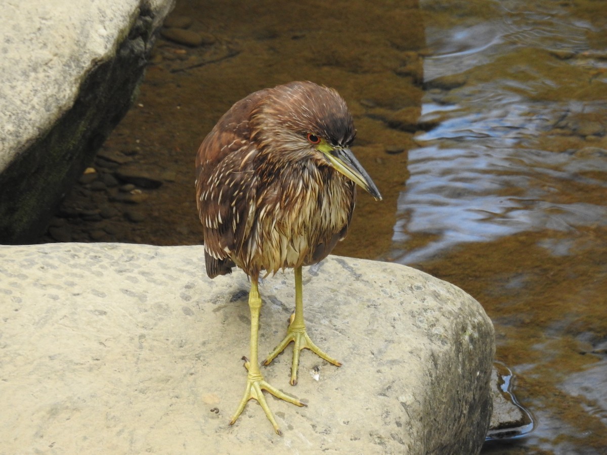 Black-crowned Night Heron - ML646505774