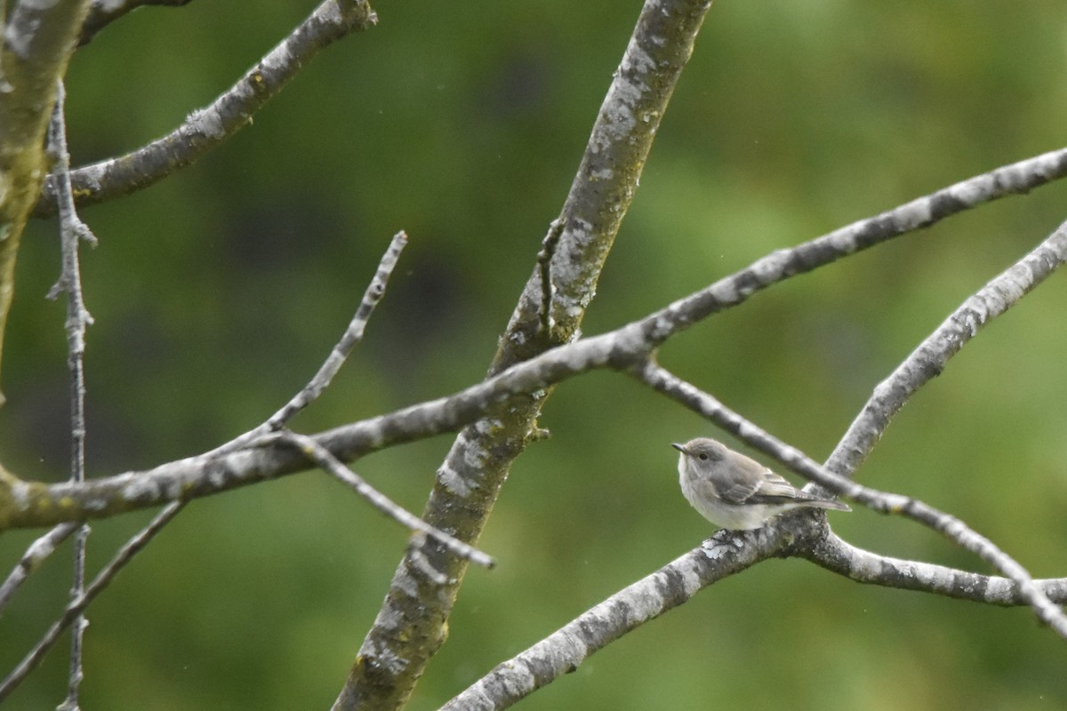 Spotted Flycatcher - ML646505786