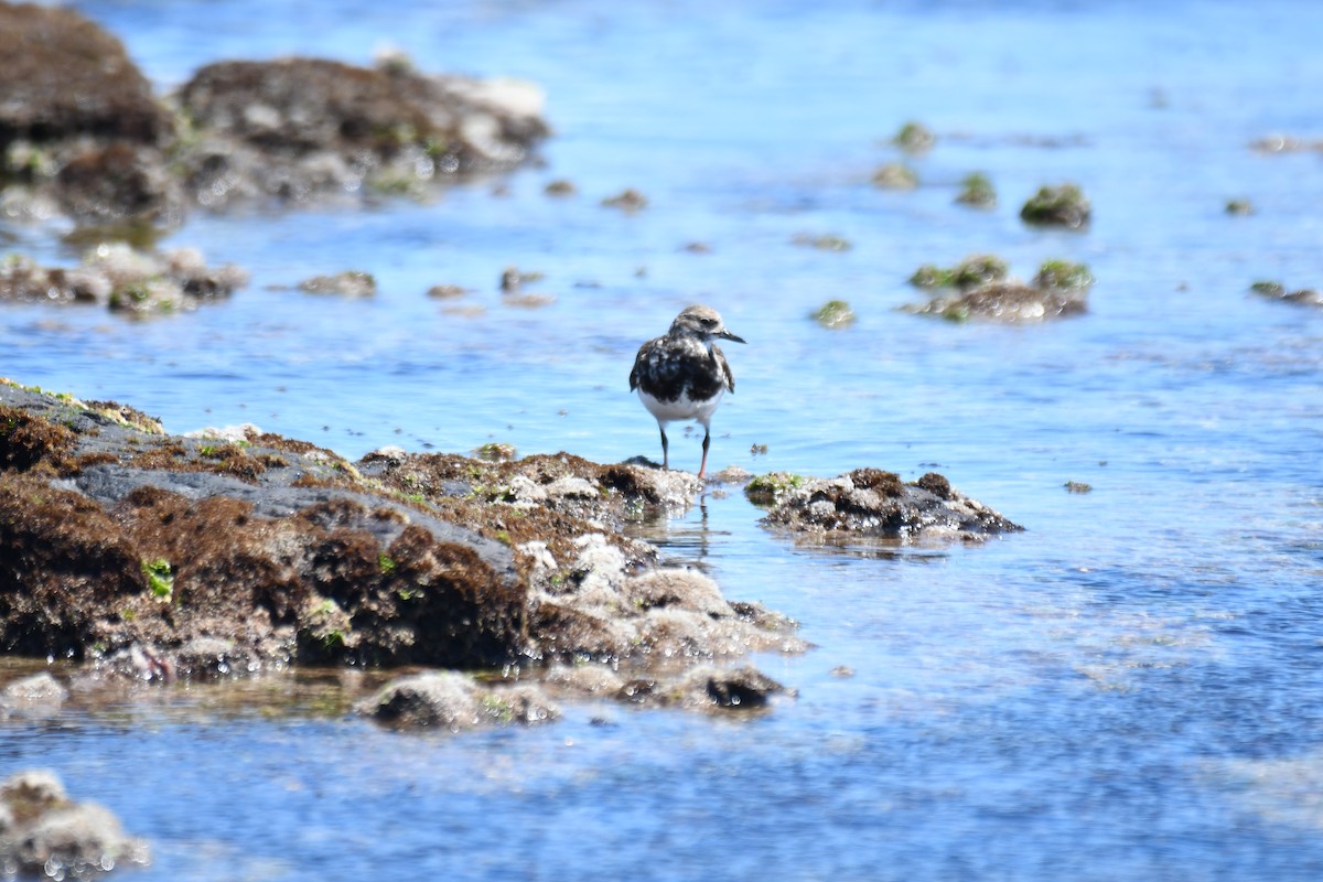 Ruddy Turnstone - ML646505788