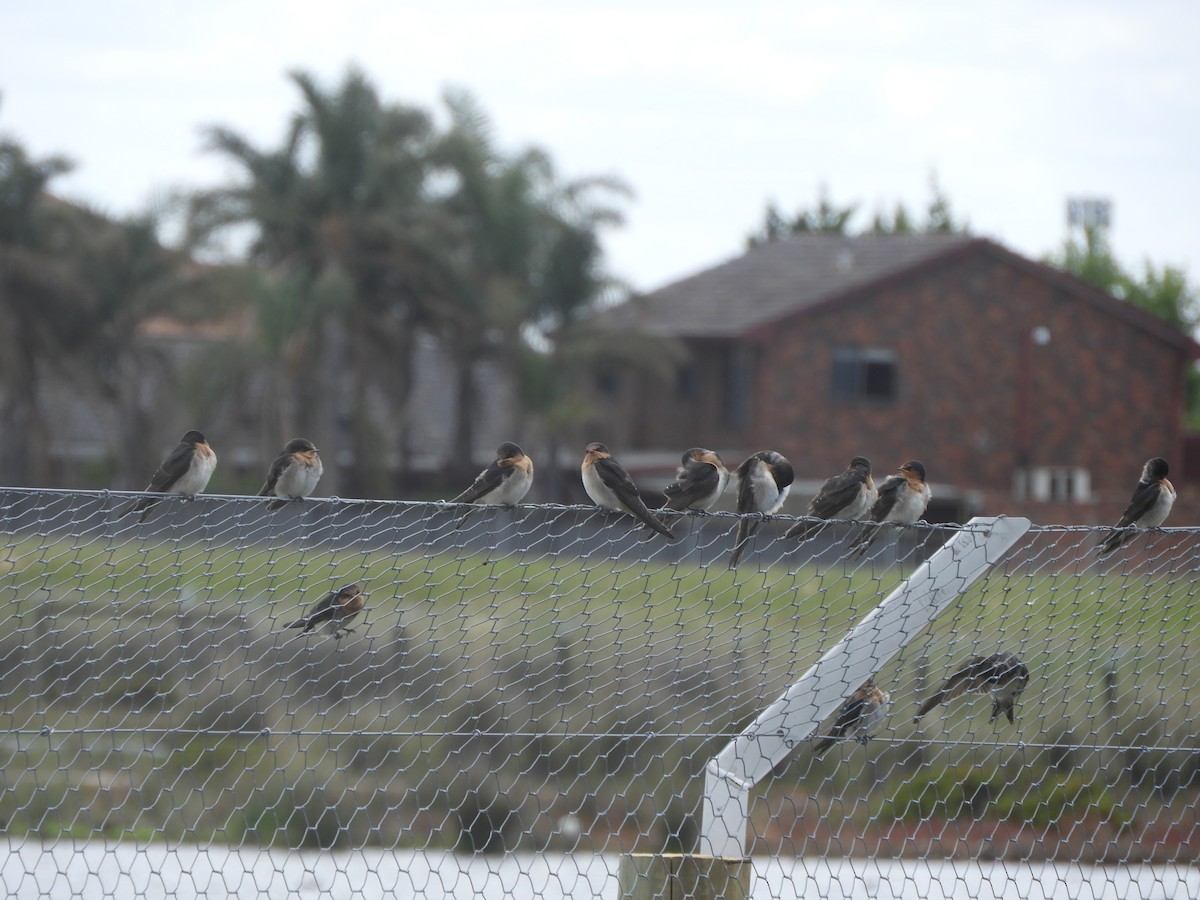 Welcome Swallow - ML646505789