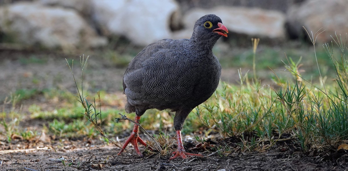 Red-billed Spurfowl - ML646505794