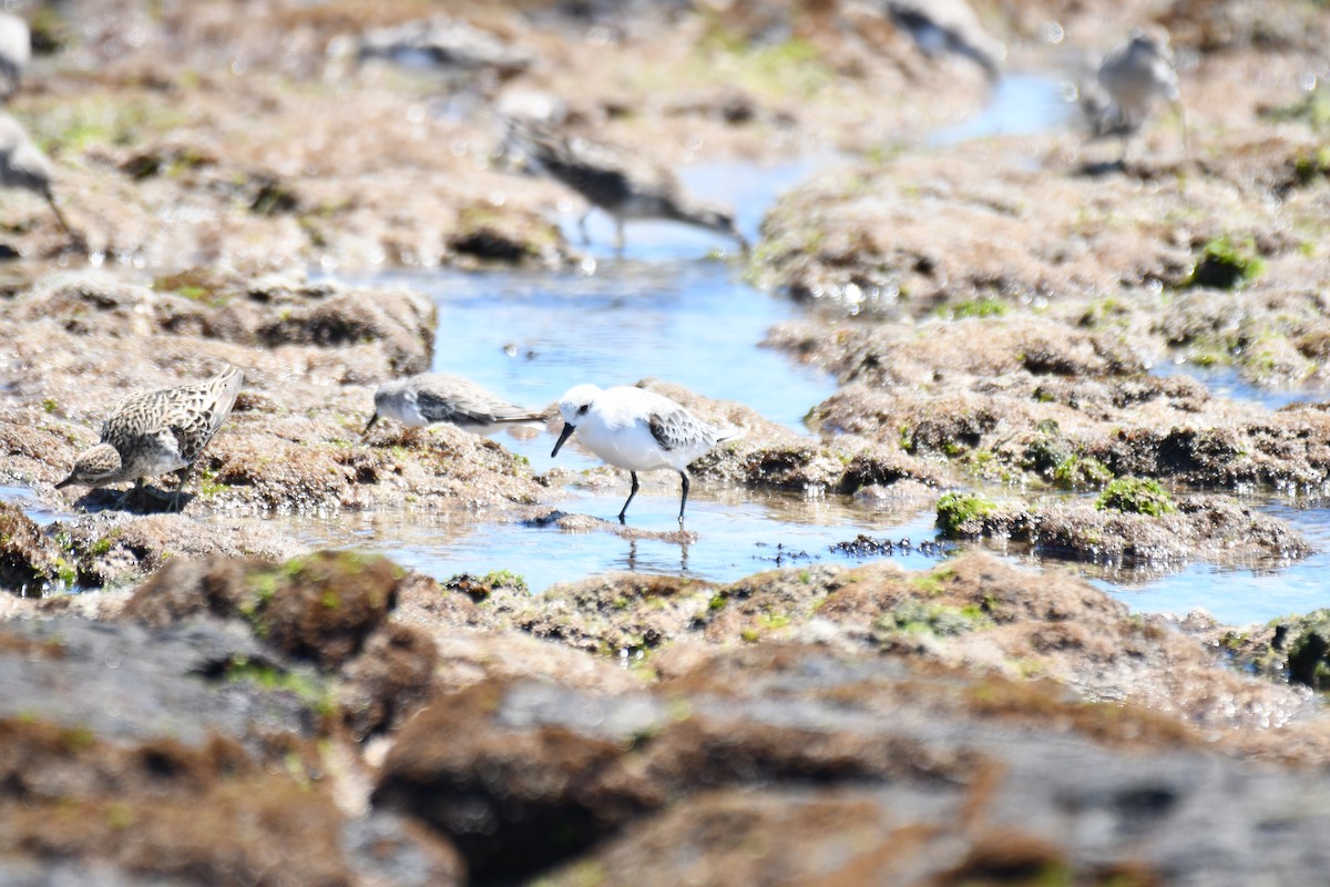 Sanderling - ML646505795