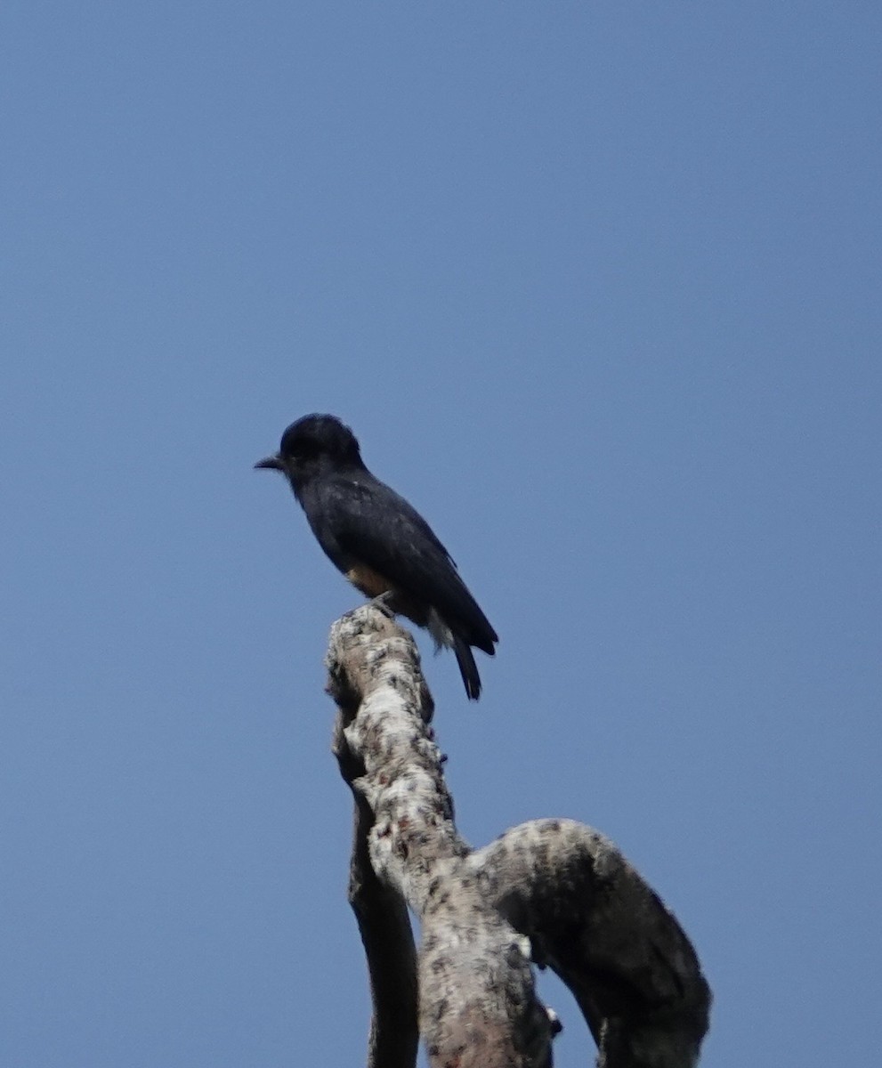 Ласточковая пуховка - ML646505796