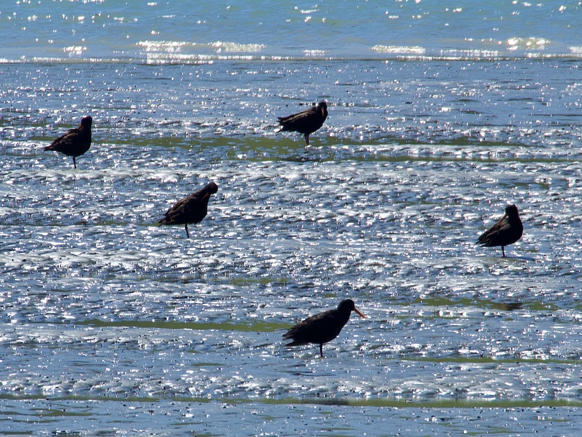 Variable Oystercatcher - ML646505797