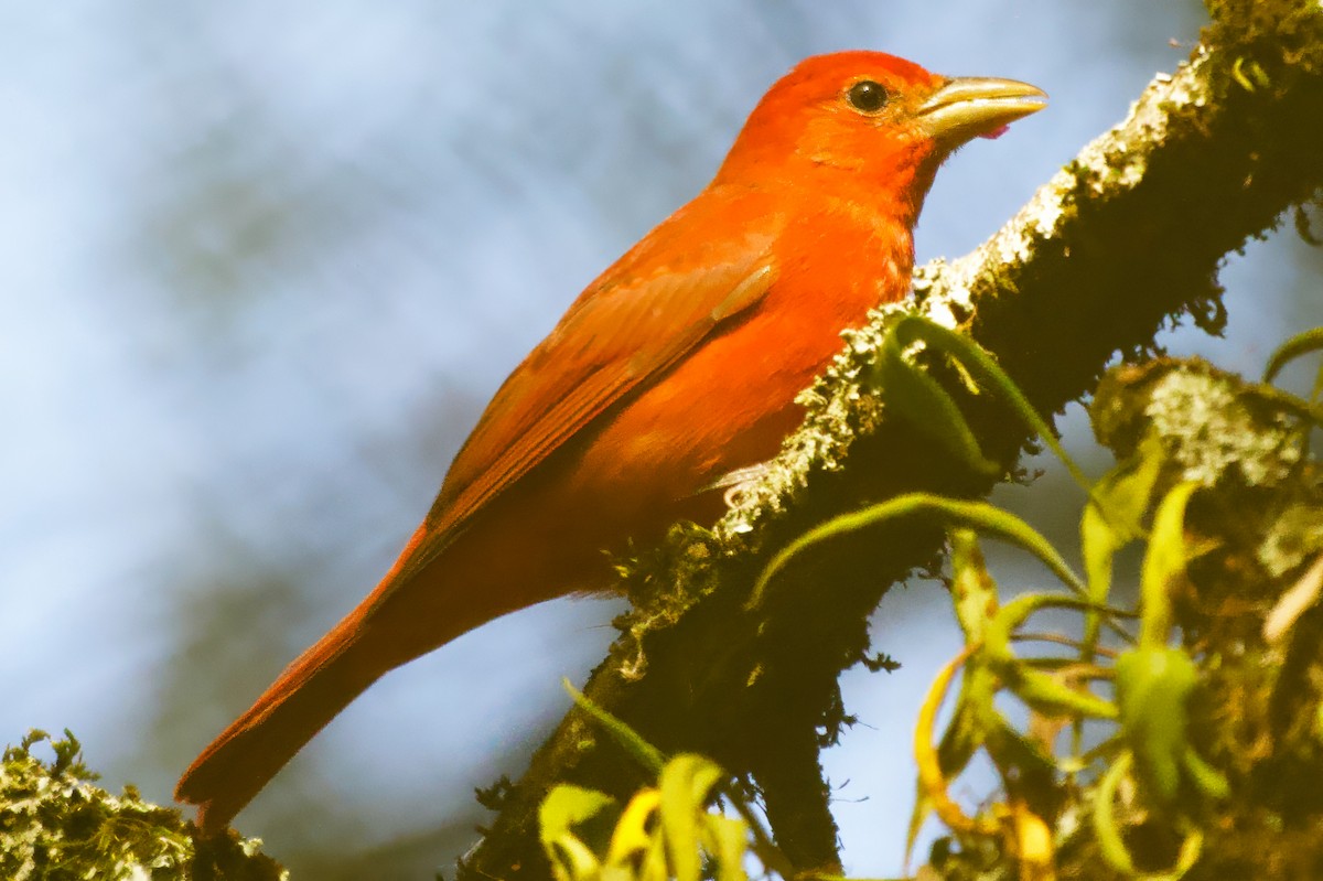 Summer Tanager - ML646505798