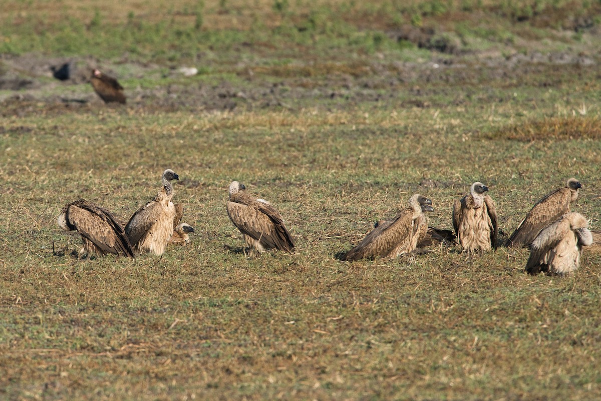 Weißrückengeier - ML646505799