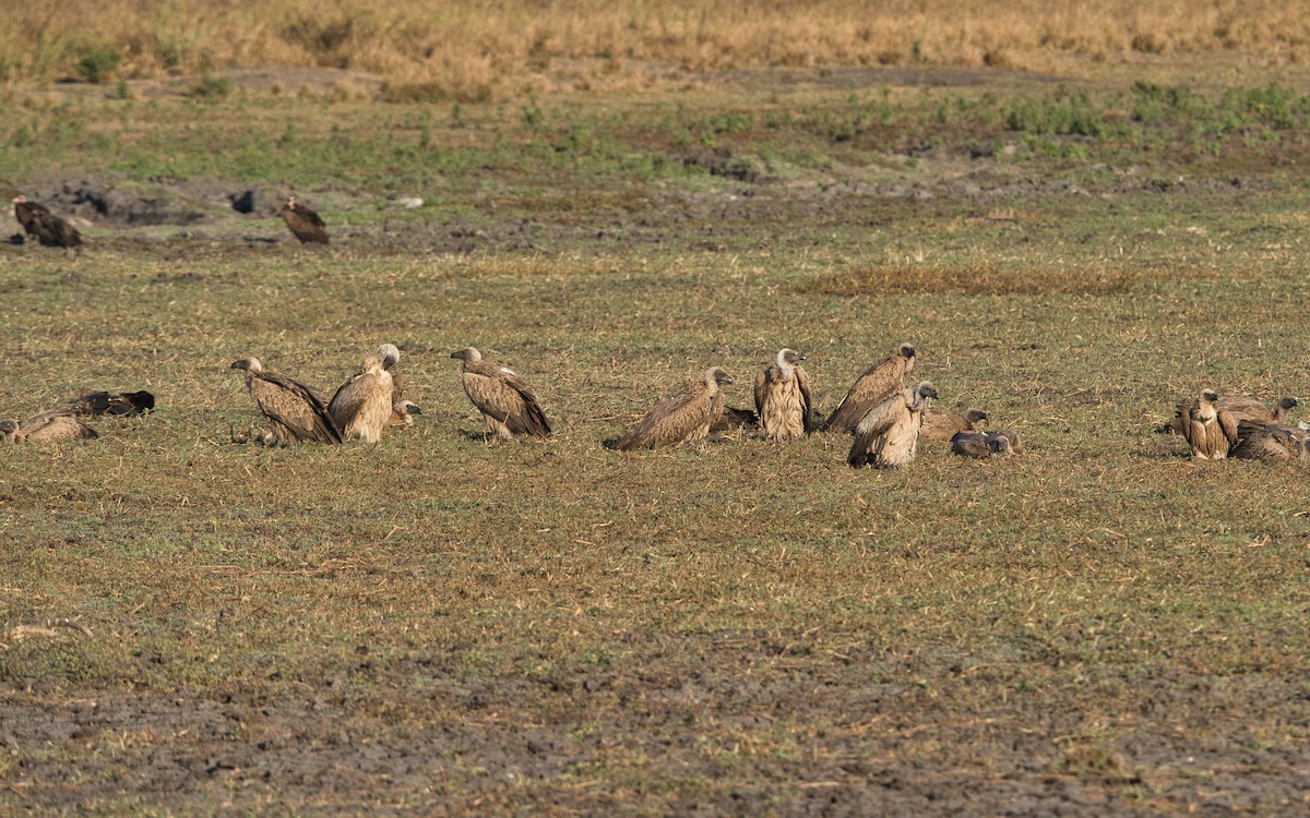 Weißrückengeier - ML646505801