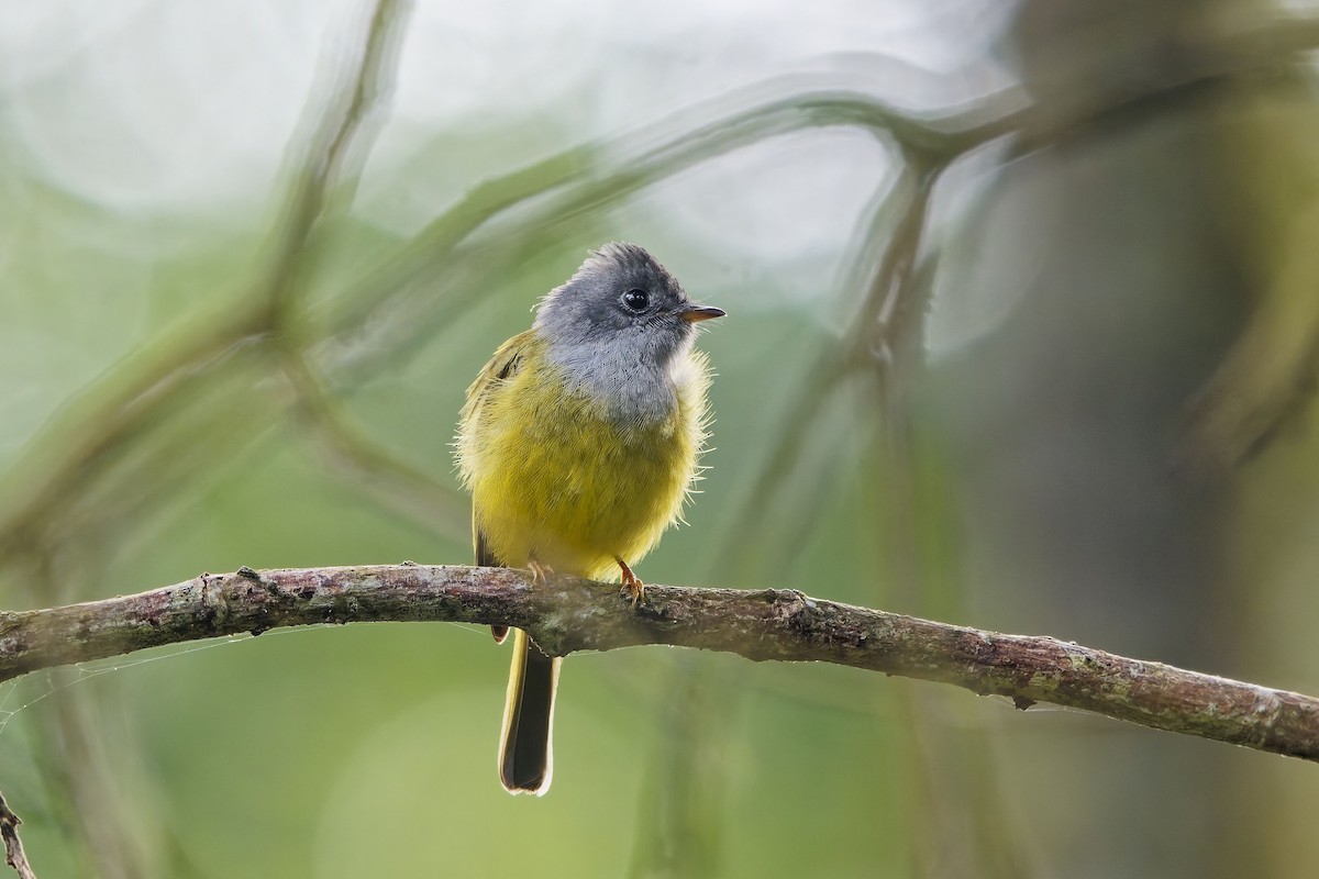 方尾鶲 - ML646505804