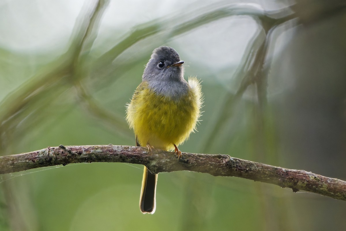 方尾鶲 - ML646505805