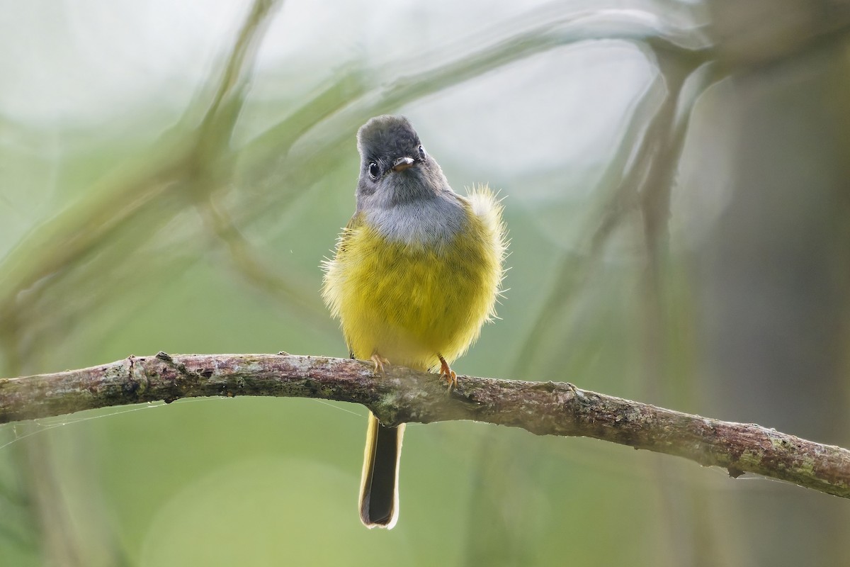 方尾鶲 - ML646505806