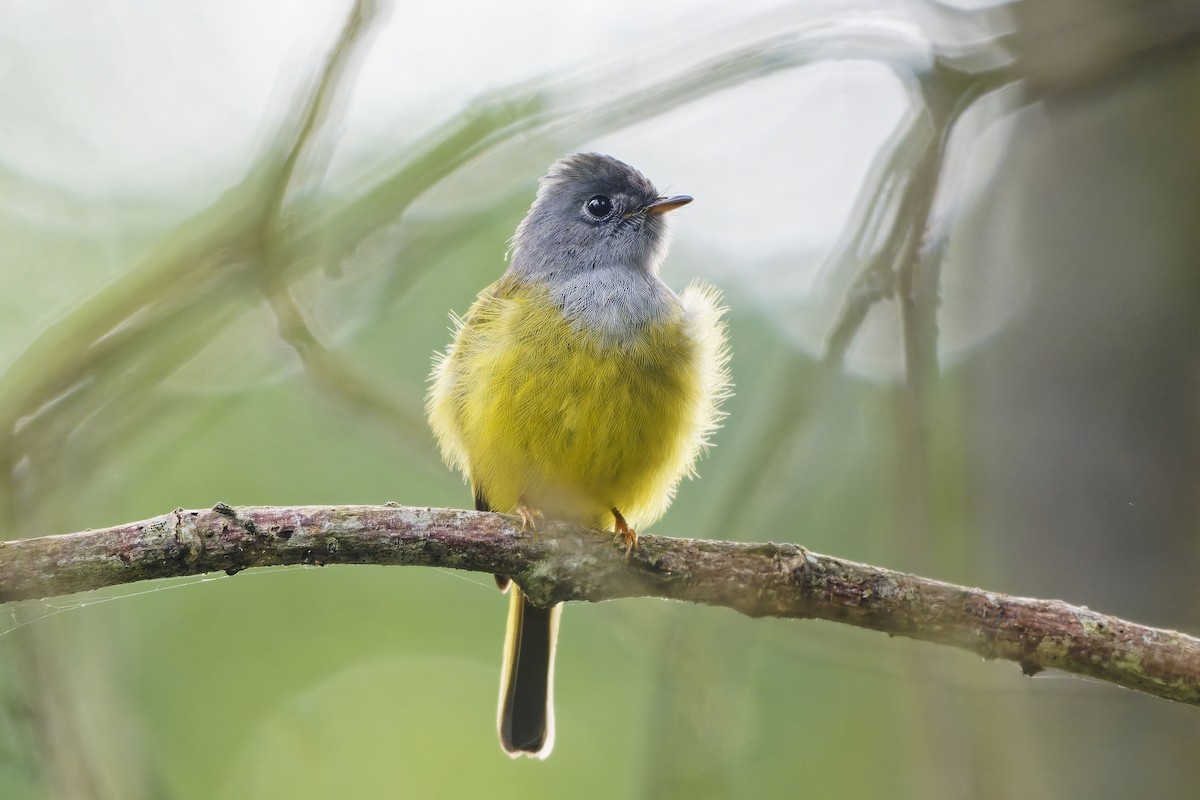 方尾鶲 - ML646505807