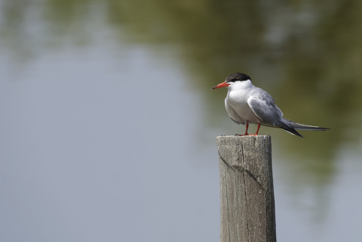 Charrán Común - ML646505808