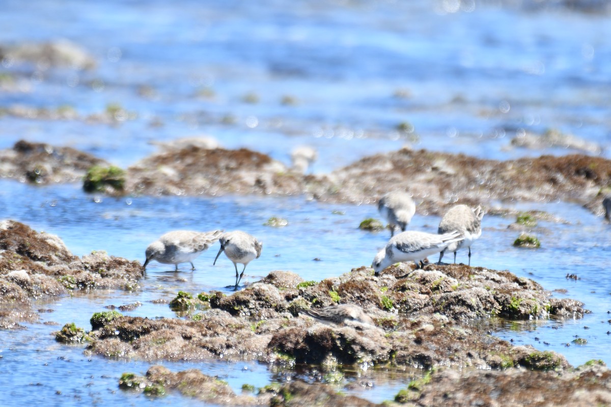 Curlew Sandpiper - ML646505809