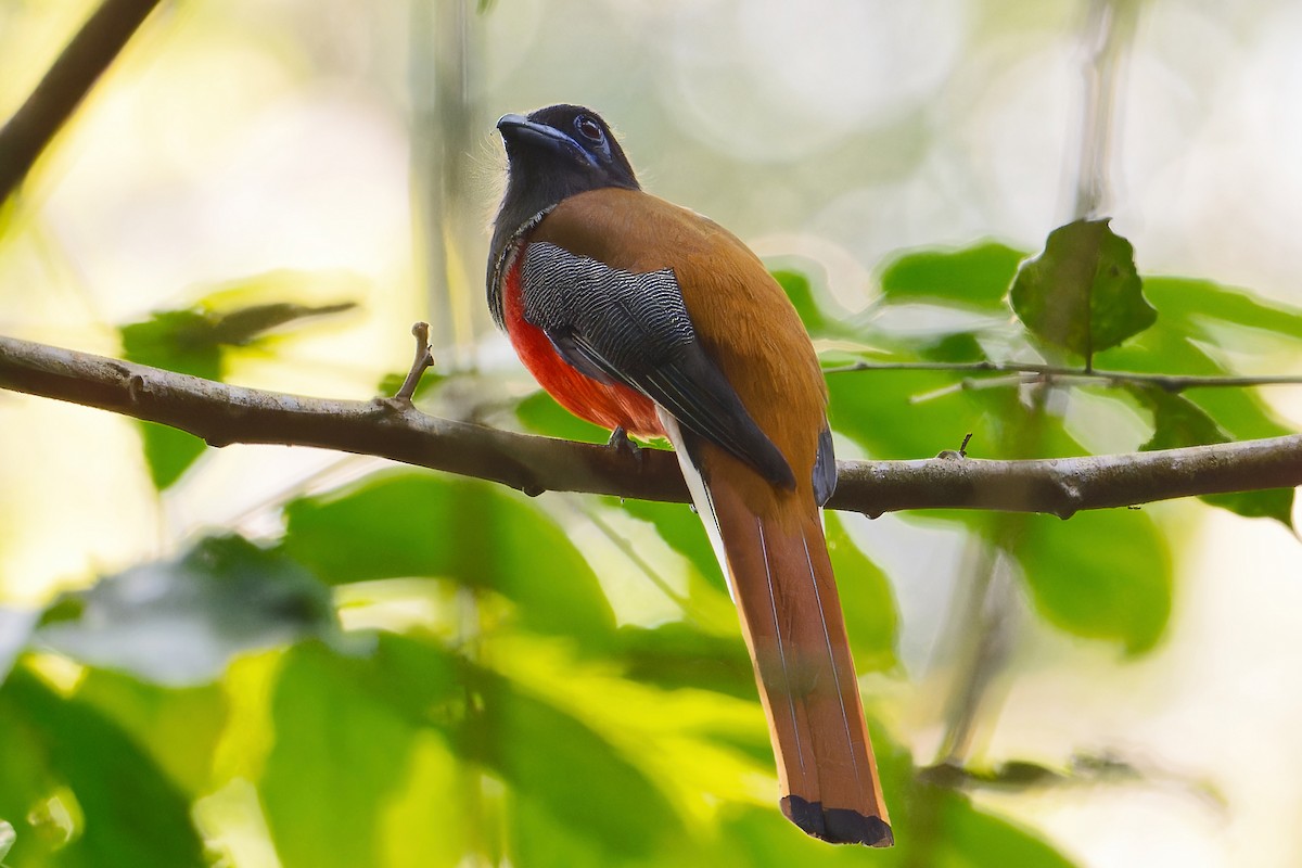 Malabar Trogon - ML646505810