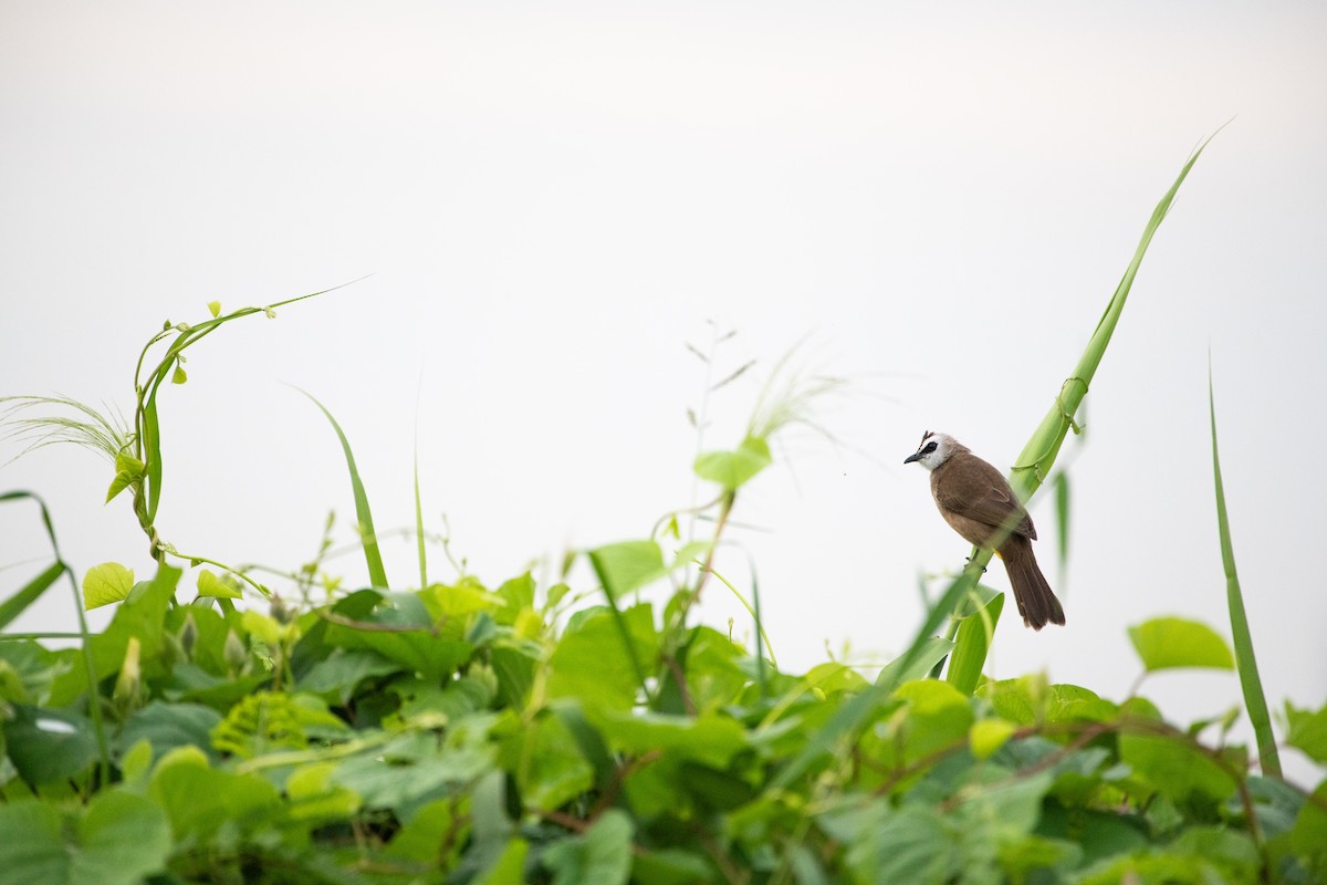 Yellow-vented Bulbul - ML646505811