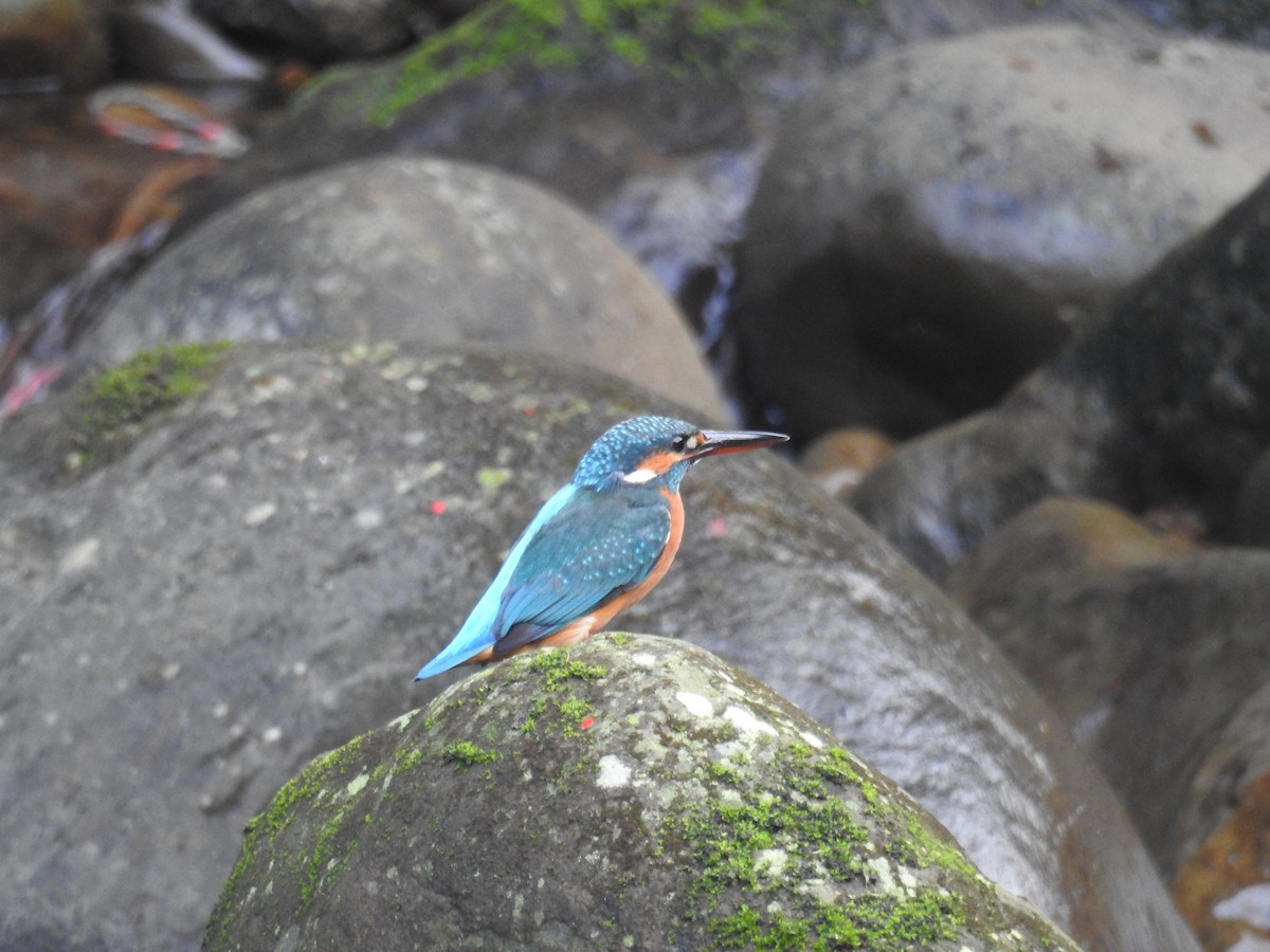 Common Kingfisher - ML646505812