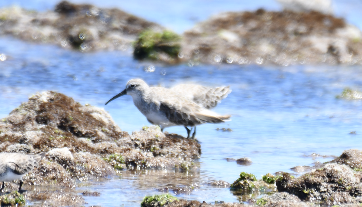Curlew Sandpiper - ML646505816