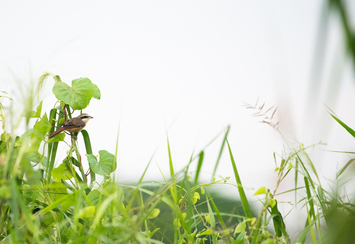 Brown Shrike - ML646505817
