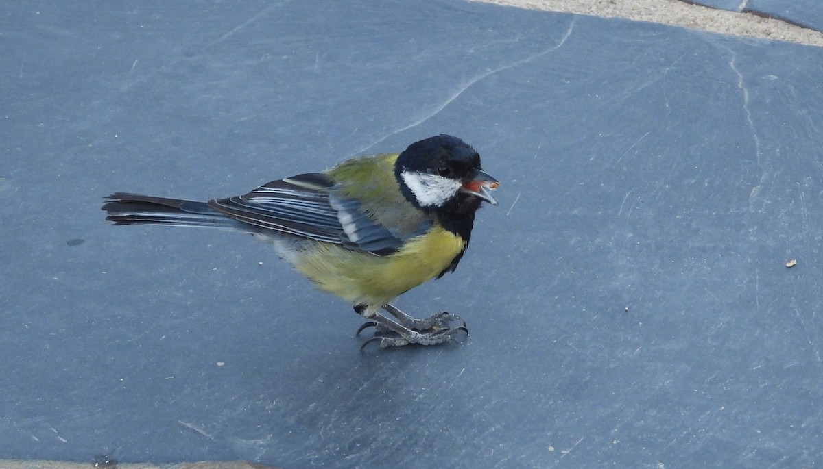 sýkora koňadra - ML646505820