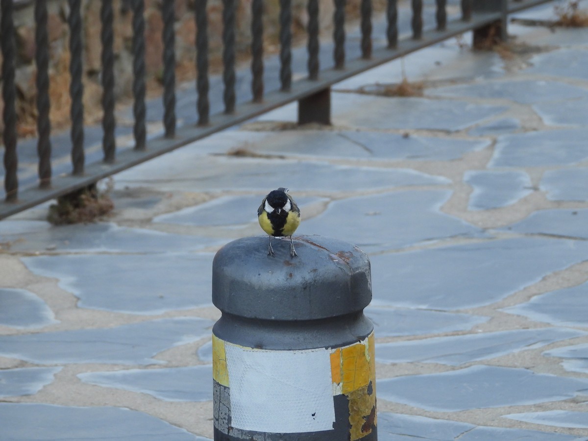 sýkora koňadra - ML646505821