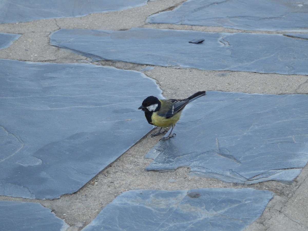 sýkora koňadra - ML646505822