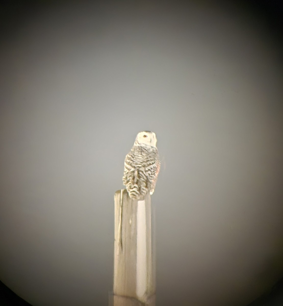 Snowy Owl - ML646505823